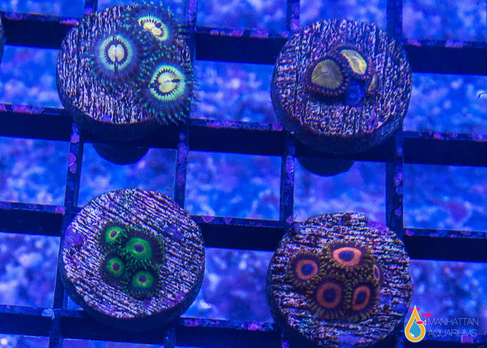 6 Piece Beginner's" Zoa/Paly Frag Pack - 6 Different Stock Frags!