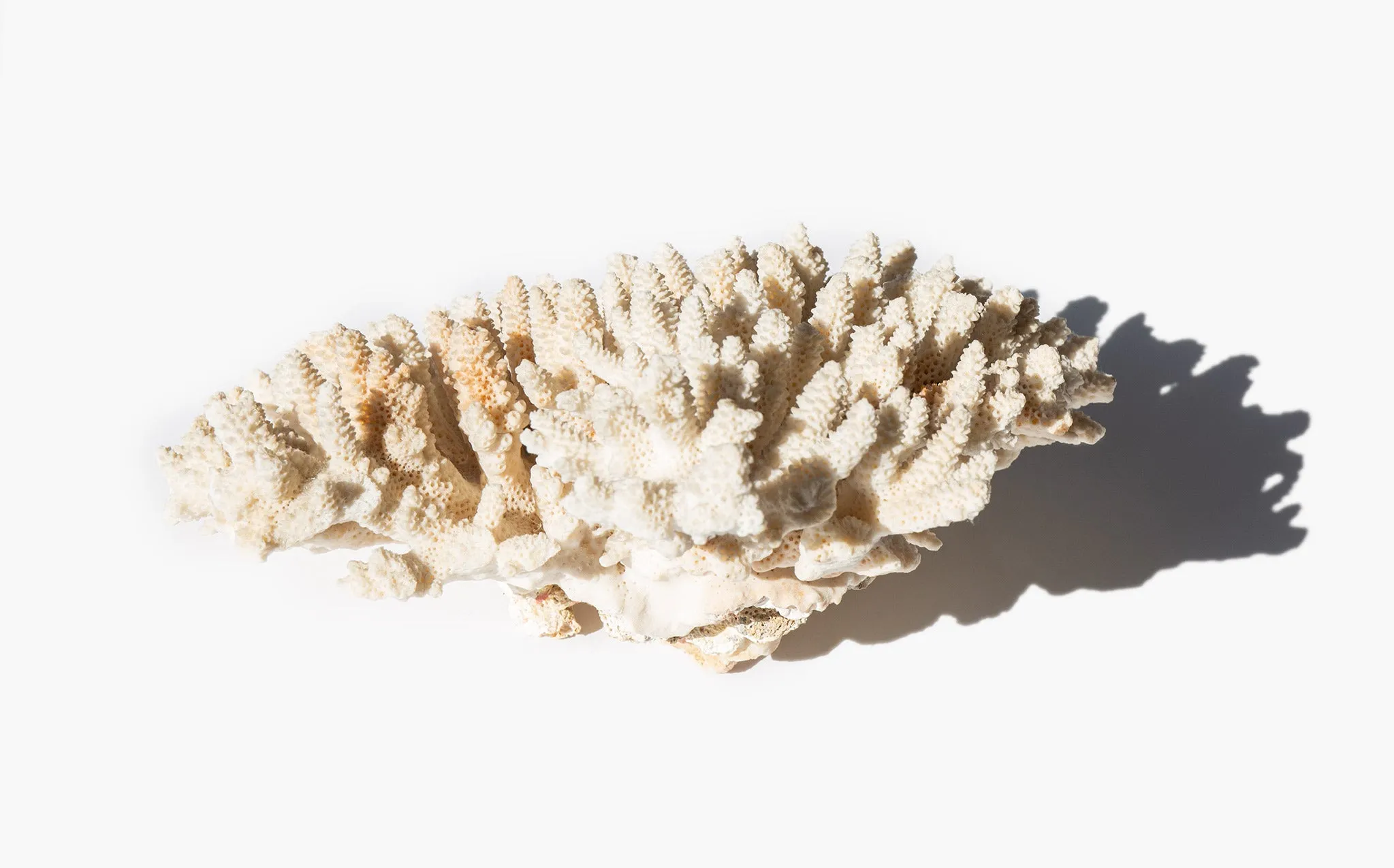 Branch Coral Specimen