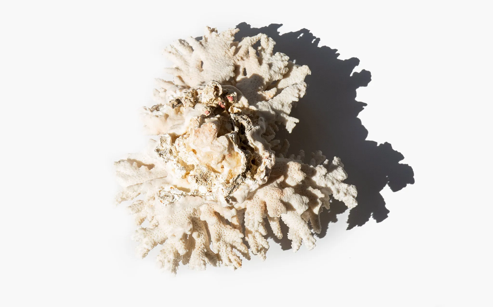 Branch Coral Specimen