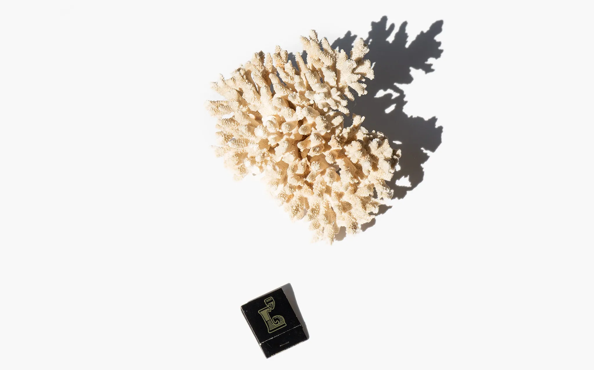 Branch Coral Specimen