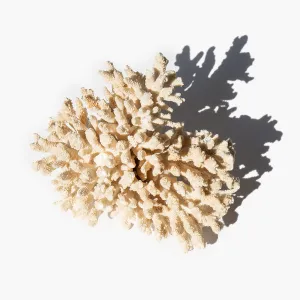 Branch Coral Specimen