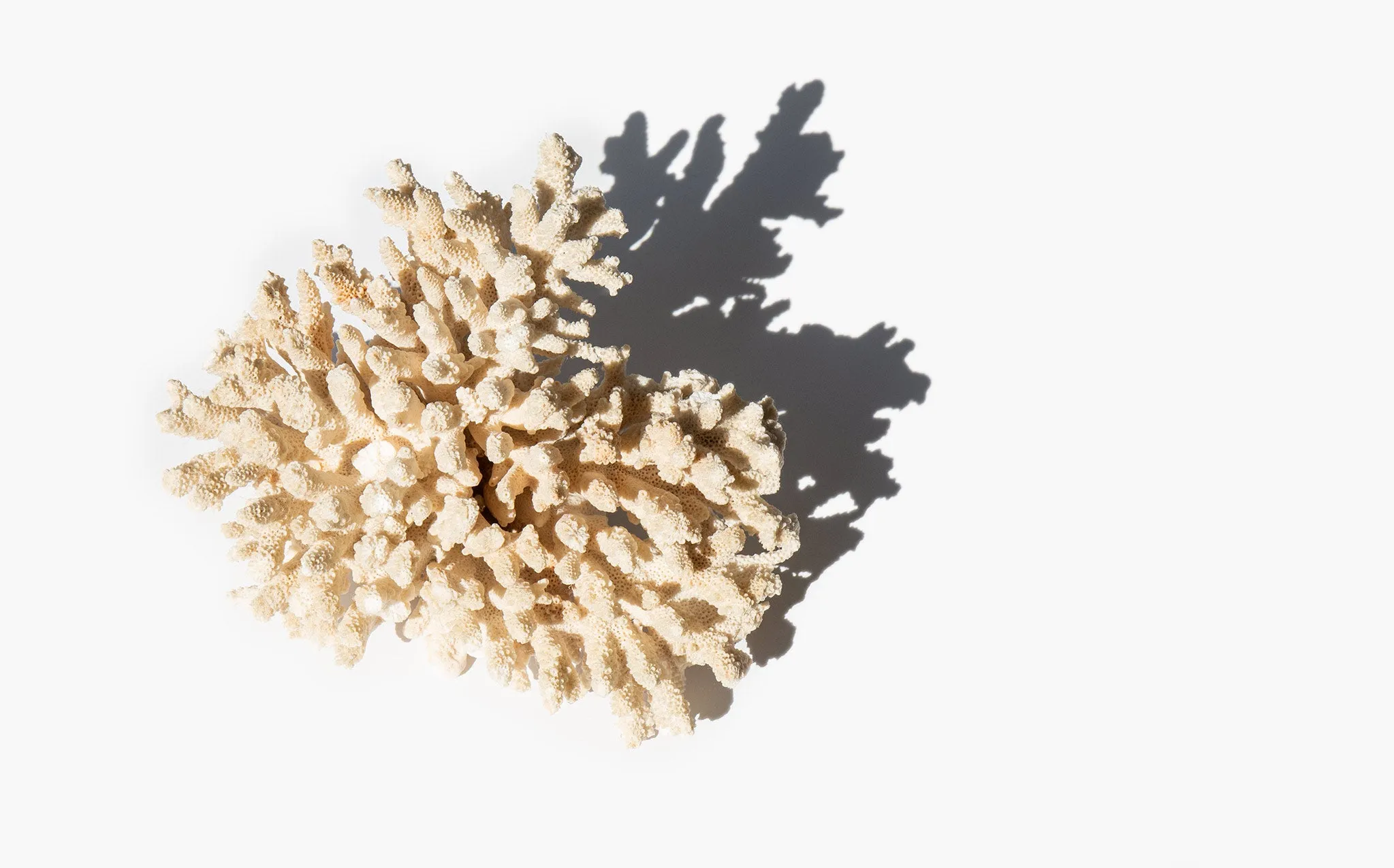 Branch Coral Specimen