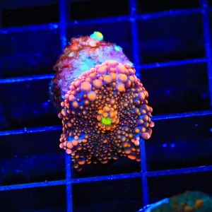 Death Ray Yuma Coral