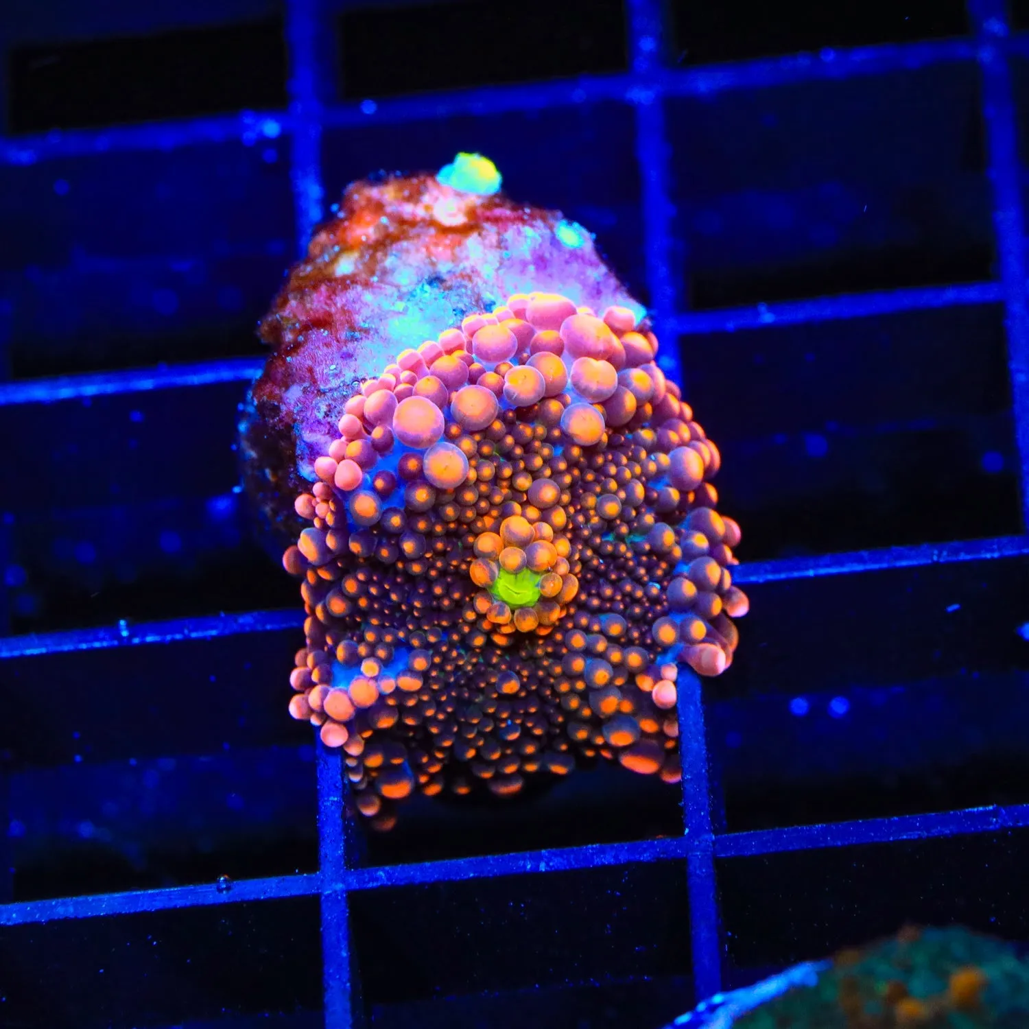 Death Ray Yuma Coral