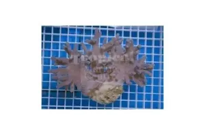 Finger Coral Devils (Sinularia spp)