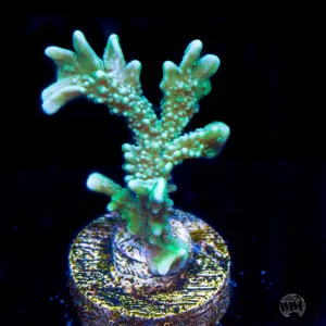Green Hirsuta Montipora Coral