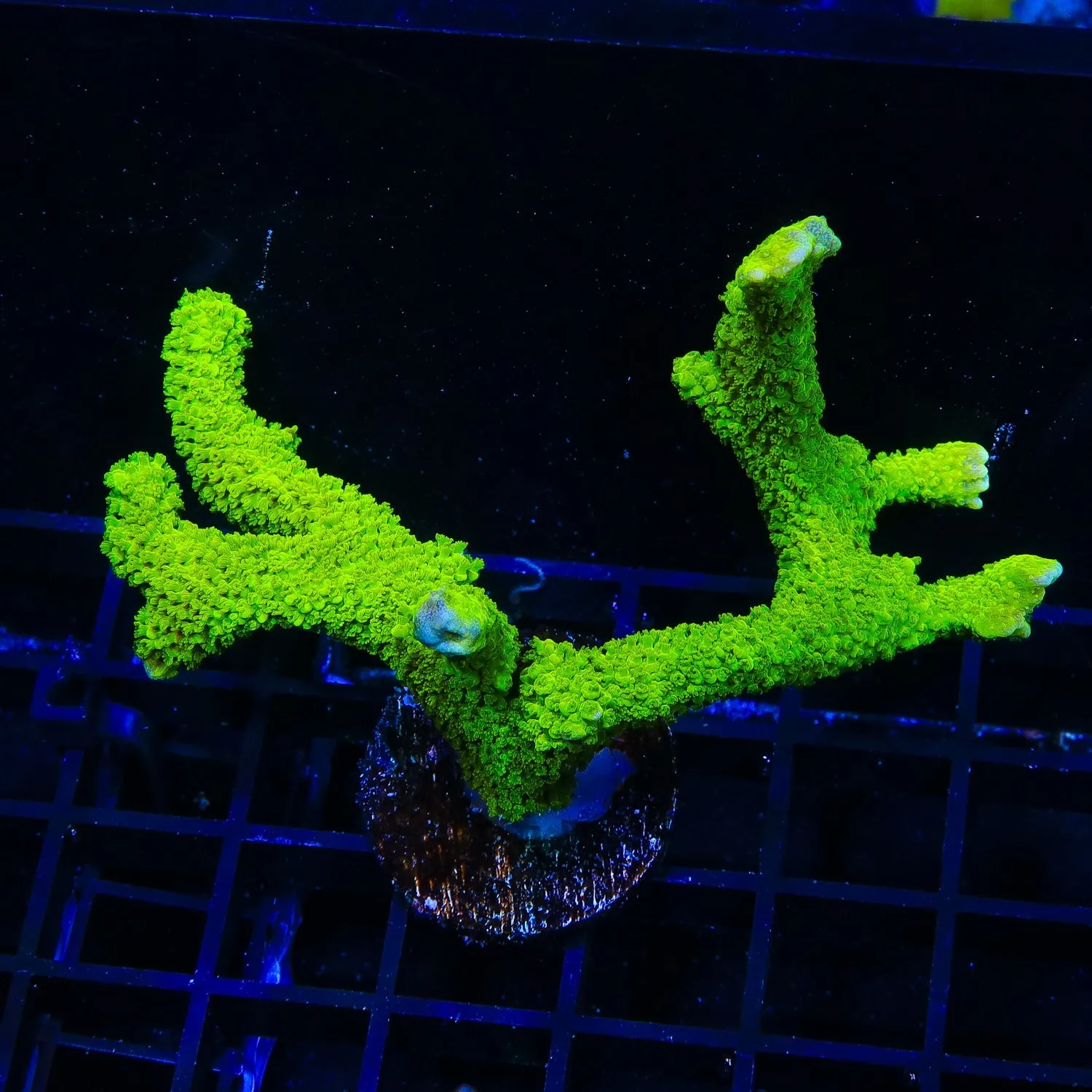 Neon Green Branching Hydnophora Colony Coral