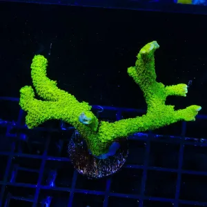 Neon Green Branching Hydnophora Colony Coral