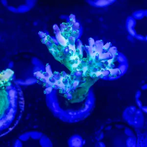ORA Pearlberry Acro Chunky Pc