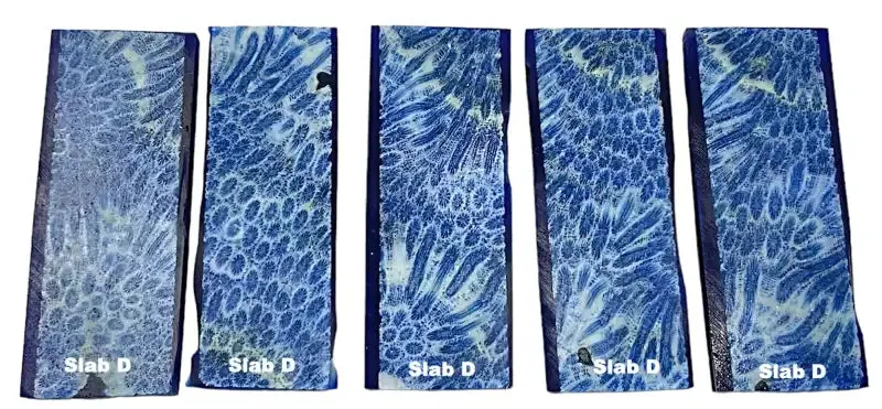 Raffir Fossil Brain Coral- BLUE