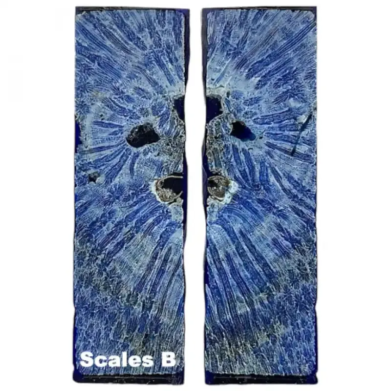 Raffir Fossil Brain Coral- BLUE