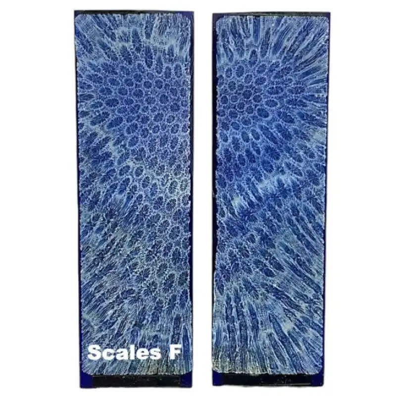 Raffir Fossil Brain Coral- BLUE