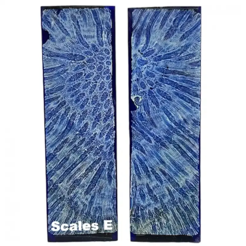 Raffir Fossil Brain Coral- BLUE
