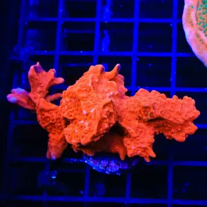 Red Setosa Montipora Colony Coral