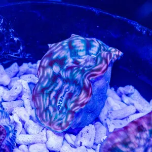 Squamosa Clam