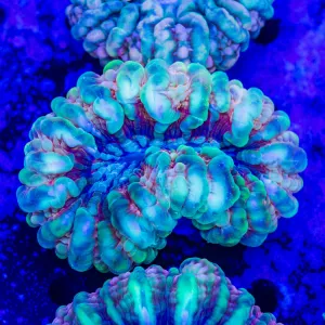 Tricolor Cynarina