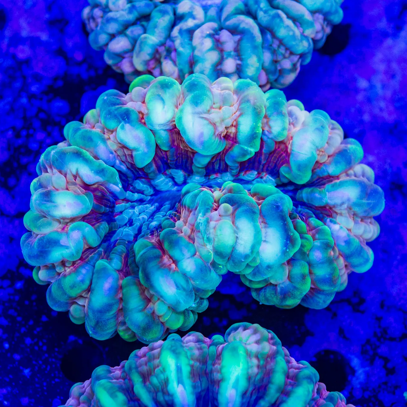Tricolor Cynarina