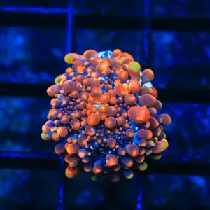TSA Bazooka Bounce Mushroom Coral