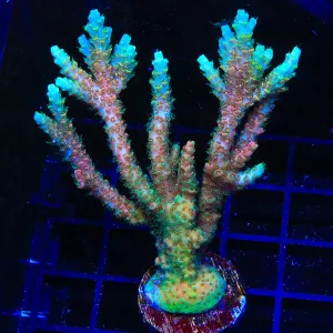 TSA Bill Murray Acropora Colony Coral