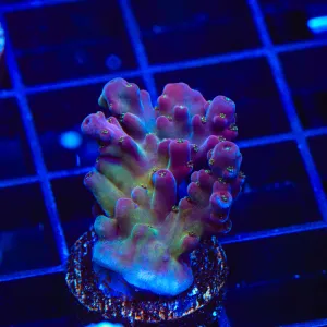 TSA Black Rose Acropora Coral - BYR