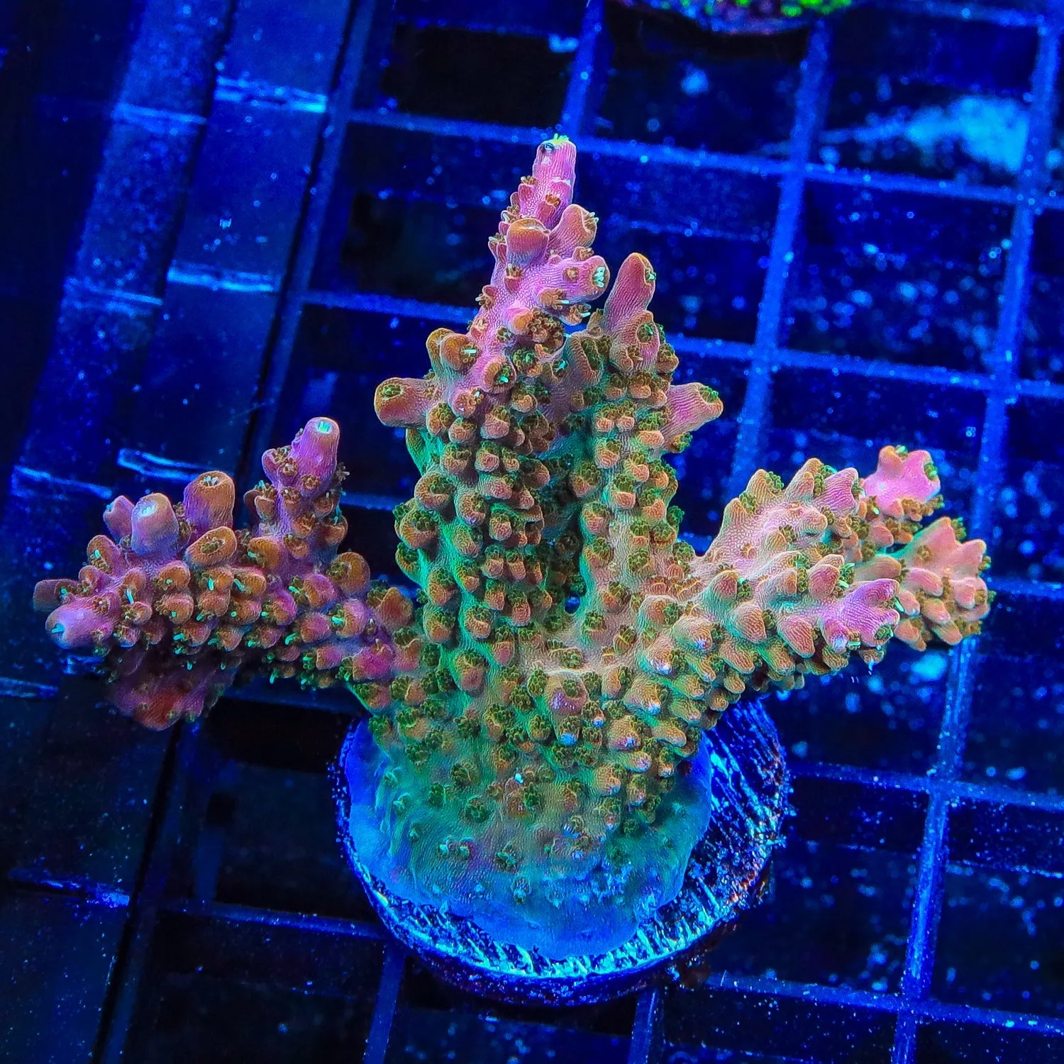 TSA Explosive Ember Acropora Coral Colony