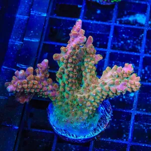 TSA Explosive Ember Acropora Coral Colony