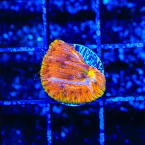 TSA Flaming Ring Aquacultured Plate Coral