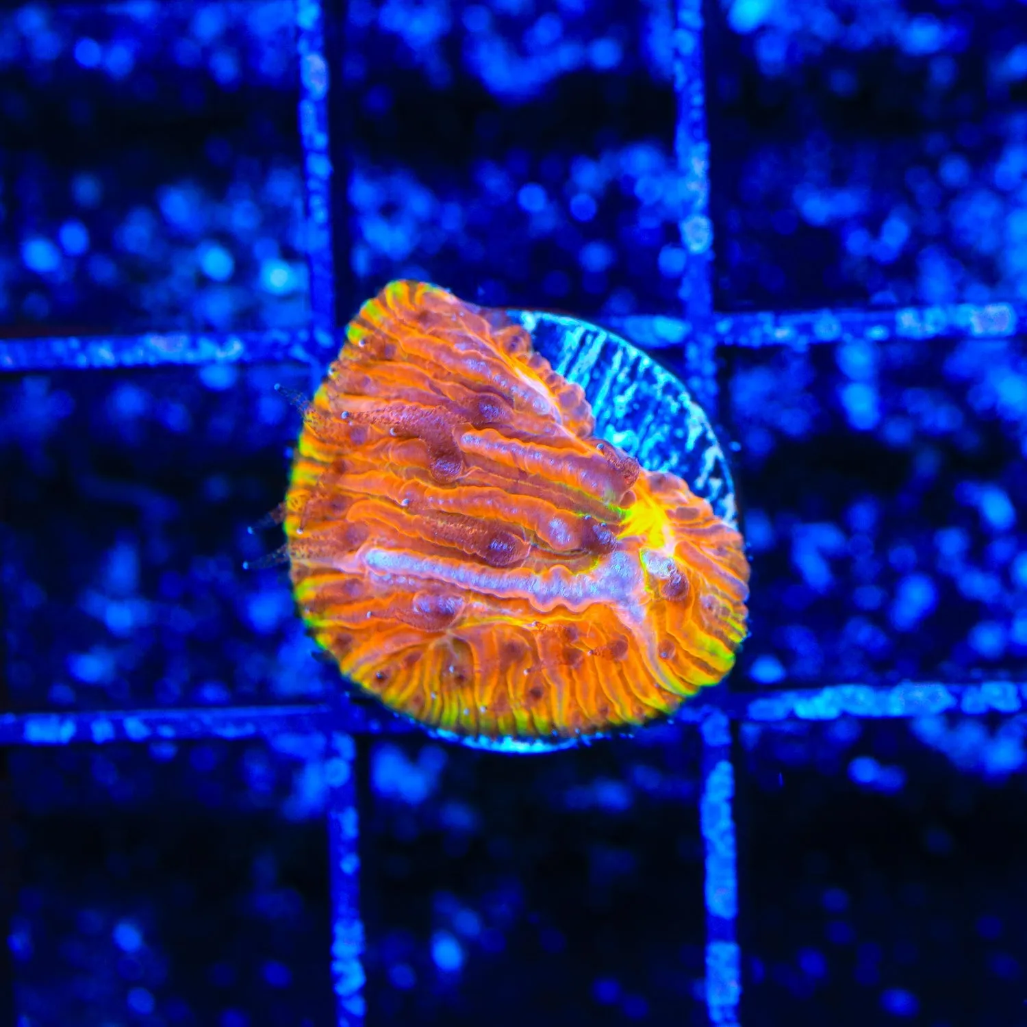 TSA Flaming Ring Aquacultured Plate Coral