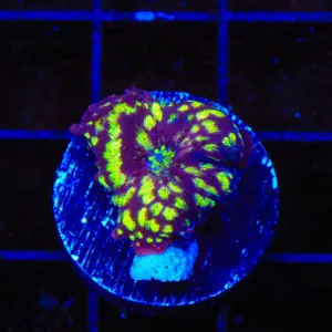 TSA Hyper Drive Mushroom Coral