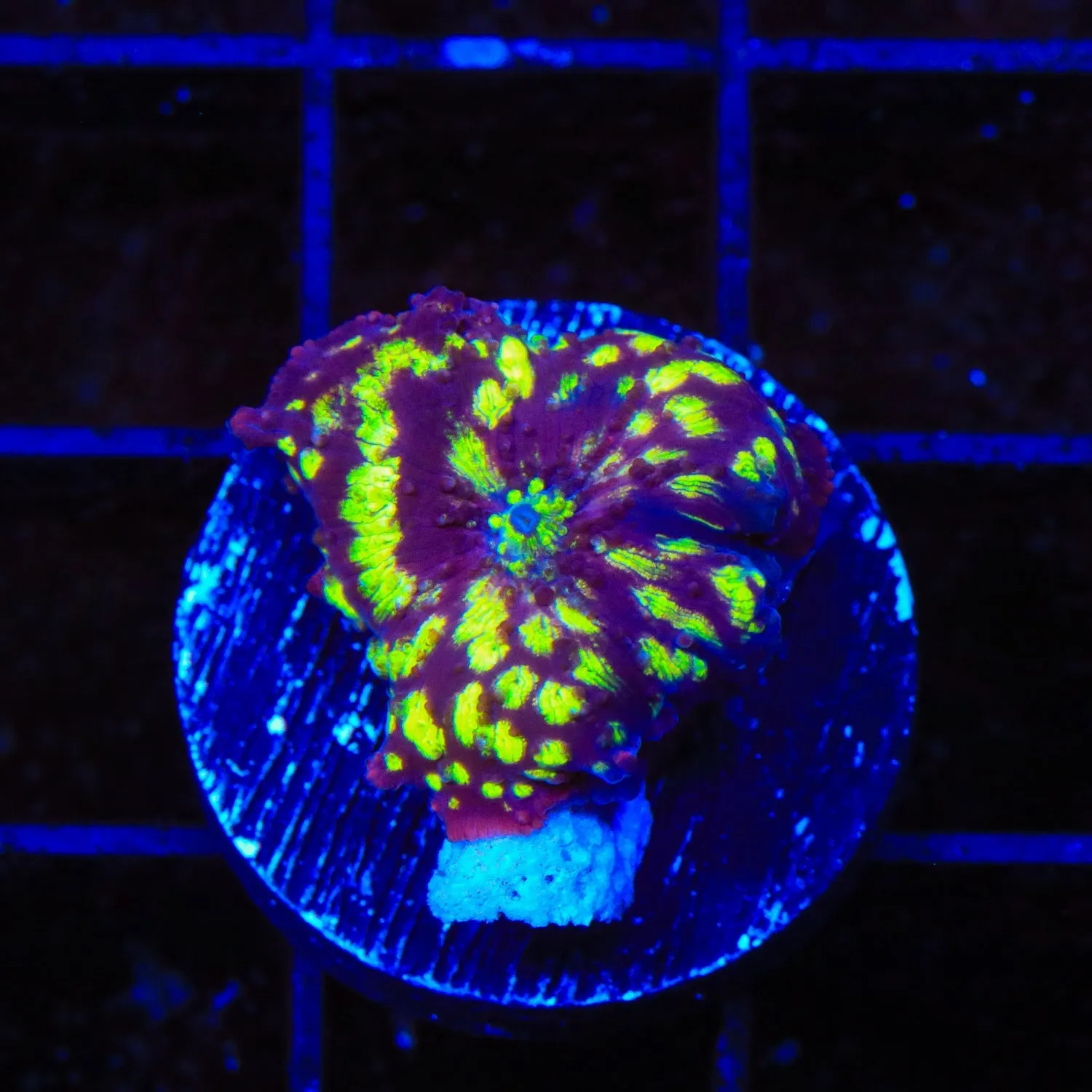 TSA Hyper Drive Mushroom Coral