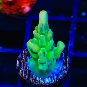 TSA Rising Sun Granulosa Acropora Coral