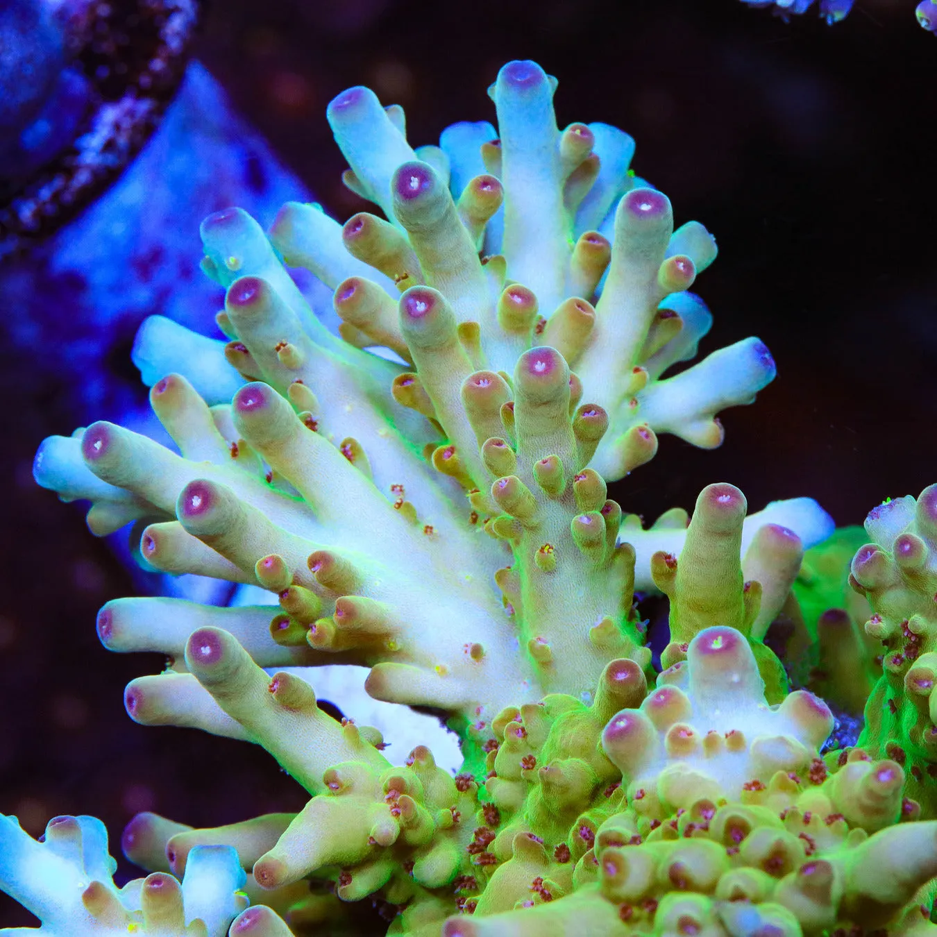 TSA Rising Sun Granulosa Acropora Coral