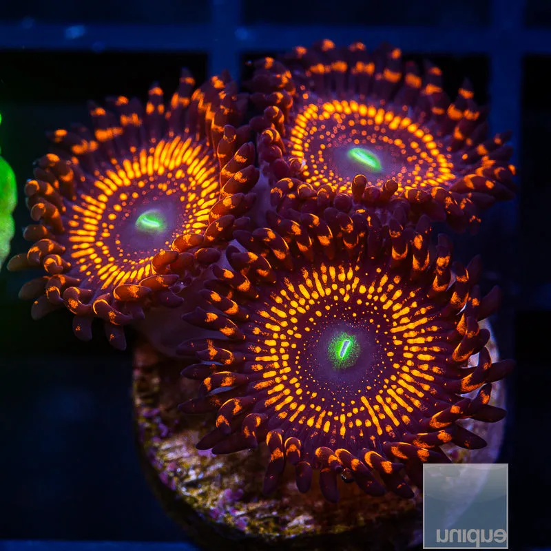 WWC Illuminati Zoanthids 3-4 Polyps Stock Frags