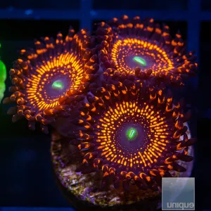 WWC Illuminati Zoanthids 3-4 Polyps Stock Frags
