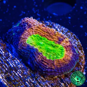 WWC Rajun Cajun Echinata Coral