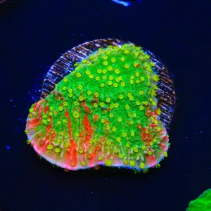WWC Sunfire Montipora Cap Coral